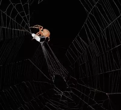 企业管理系统失败竟因这只蜘蛛...