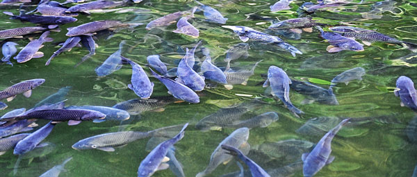 从订单到报关：水产出口企业借助外贸ERP打通业务“任督二脉”