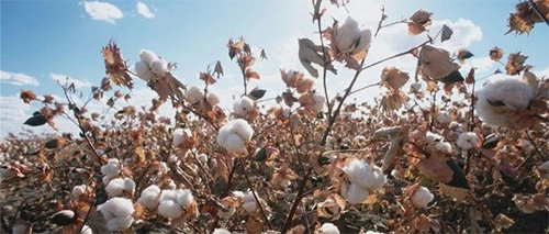 棉花棉纱暴涨，外贸企业怎么做？