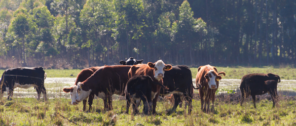 阿根廷农产品出口税新政来啦！外贸ERP数字化让成本一目了然
